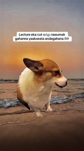 The Importance of Professional Action in Task Execution