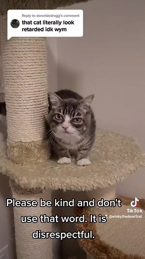 Hilarious Cat Memes Compilation