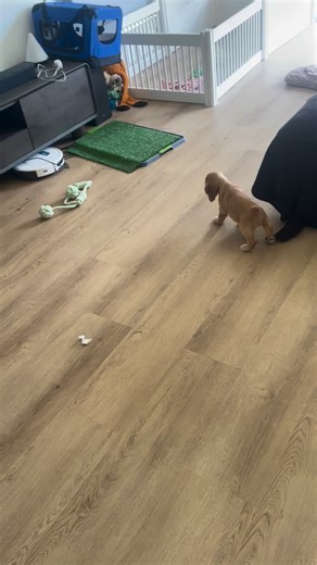 Miss Vixen taking her turn for some one-on-one time in the house 🤍 Showing off her toilet training skills and all-round confidence — not even phased by the robovac 🐾✨ (All puppies are reserved.) #cockerSpanielBreeder #mdbabreeder #melbournedogbreeder australiandogbreeder northernsuburbsmelbourne englishcockerSpaniel cockerSpanielLove puppyupdate toilettraining confidentpup growingpups spaniellife dogbreederlife ethicalbreeder responsiblebreeder | Hidden Harmony Cocker Spaniels