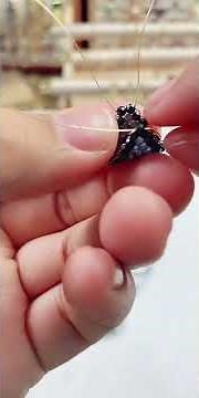 Blue & Black Bow Tie Ring 🎀✨