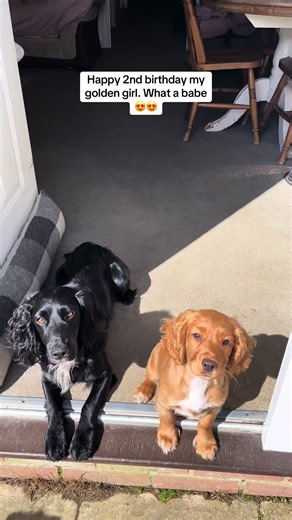 Celebrating Two Years with My Loving Cocker Spaniel