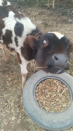 Cute Cow Baby 🐄🐮 | Adorable Calf Playing | Baby Farm Animals