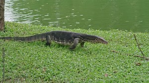 Striped monitor lizard or water monitor (Varanus salvator) walks freely on the green grass in the city park. Thailand. Bangkok. Lumphini Park.