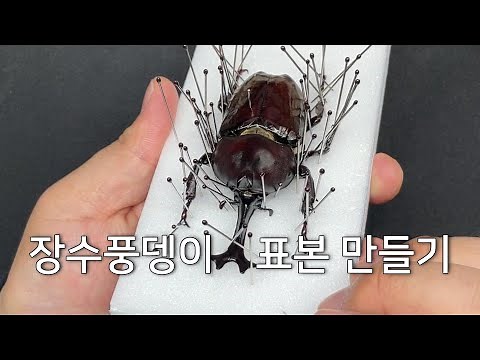 How to make a longicorn beetle specimen