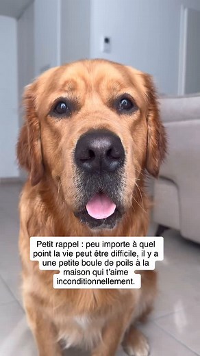 4.2K views · 2.2K reactions | Pour la vie ❤️ #chien #golden_retriever #amour | Uggy Le Golden | Facebook