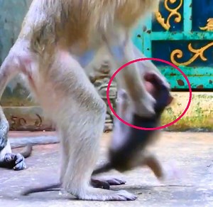 24K views · 460 reactions | So Strangely Mom Catch Baby Monkey Head Cary Up To Pull Down To Cement Floor So Pitiful | Monkey Daily TV | Facebook