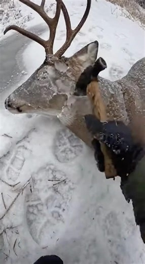 Камчатка не щадит никого 🥺