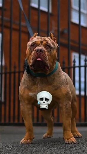 #dog#transformation#phonk #anime#music#animeedit#song #europe#pitbull#edit #seasonaltransformation