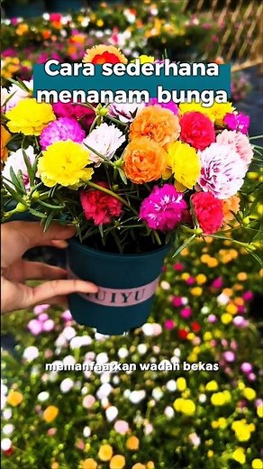 Cara menanam bunga yang praktis #tipsberkebun