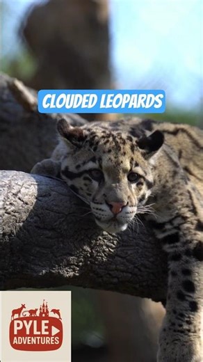 🐾 Clouded leopard Cubs at the Nashville zoo! #cloudedleopard