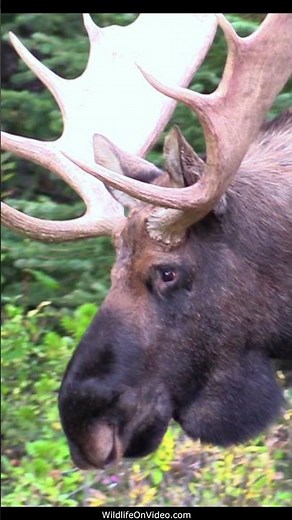 Bull Moose Vocalizing while Pursuing a Cow During the Rut