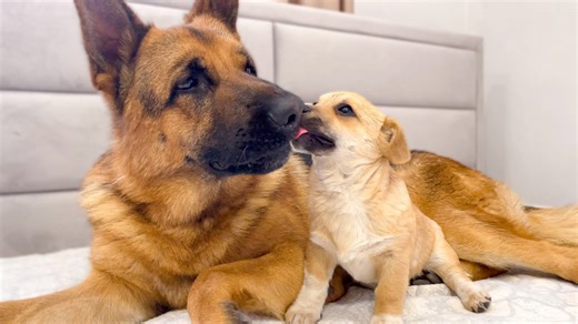 German shepherd gets unexpected kisses from tiny puppy