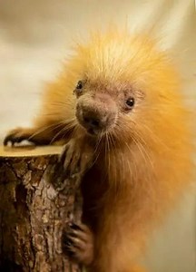 Disney's Animal Kingdom New Baby Porcupine Gets Namesake From Disney Cast Member | Chip and Company