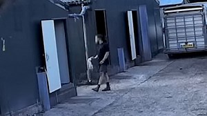 Horrifying footage shows farmer killing pigs with his bare hands