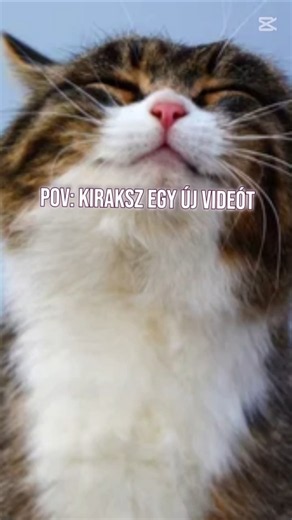 POV: Mikor kirakat egy új videót youtubera. (macskákkal ábrázolva.🐈‍⬛) #music #pov #cat #cute