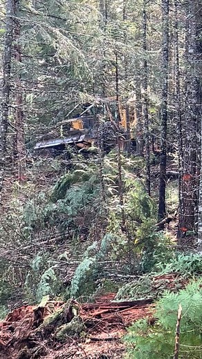 12K views · 2.3K reactions | Tigercat 632E logging skidder, bringing in a turn. Modern day skidders are not like the skidders of the past; they are built to bring in many tree lengths at a time. #renewableresource #forestproducts #logging #forestmanagement #sustainability #tigercatskidder #tigercat | Brian Rupp | Facebook