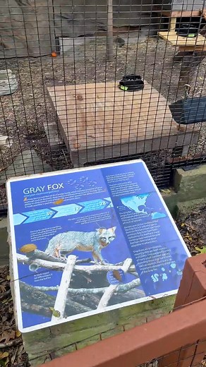 Gray Fox: 🦊 The Agile Climber of North America.! #GrayFox #Wildlife #NorthAmericanAnimals | Zentix