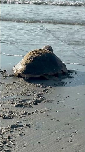 World Sea Turtle Day on Hilton Head Island 🐢