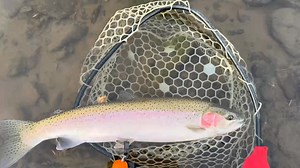 1.2K views · 40 reactions | Went 7/10 on nymphs in three days. Here’s the prettiest wild. All on stonefly nymphs, egg sucking stones, etc. Tried swinging a bit but they were crushing the bugs. | Joel A. Gustafson | Facebook