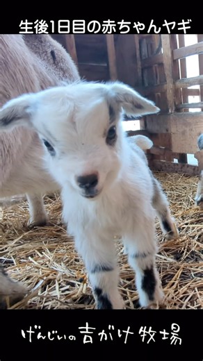 げんじぃの吉がけ牧場 / ヤギ | 歩いてくる赤ちゃんヤギ【生後1日】 #子ヤギ #ヤギ #goat #goats #ヤギ牧場 #吉がけ牧場 #動物 #animal #animals #富山県 #氷見市 YouTubeでは毎日2回ヤギたちの可愛い動画をアップしています🐐✨ | Instagram