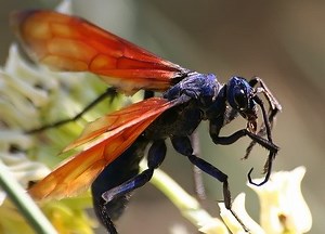 Costa Rica's Insects: Meet the Tarantula Hawk - Winged Nightmare : The Tico Times | Costa Rica News | Travel | Real Estate
