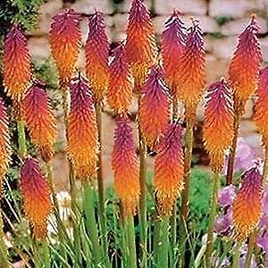 CHUXAY GARDEN Orange Purple Hot Poker Seed 25 Seeds Bright Torch Lily Kniphofia Plant Adding a Decorative Appeal Great Courtyard Flower