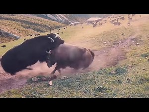 This Big Brown Yak is so Strong 💪