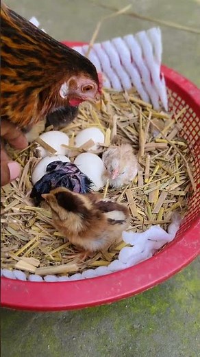 Baby Chicks Hatching Backyard Chickens Beauty at Home