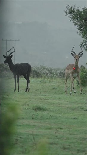Insane string jump leads to headshot (Archery Impala Hunt)