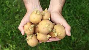 Should You Eat Sprouted Potatoes? These Health Risks Signify Why It's Best To Avoid