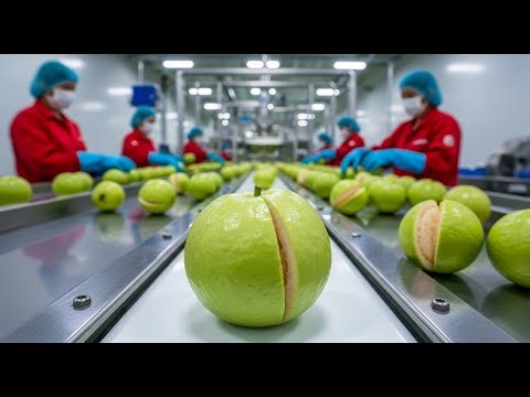 Inside the Factory: How Fresh Guavas Are Turned Into Ready-to-Use Fruit Pulp (Complete Process)