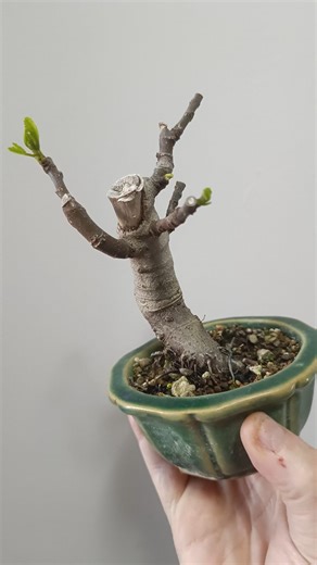 Next video: transplanting and pruning a mini fig tree #bonsai