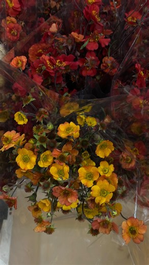 Rachel Rudishina | Luxury Georgia Wedding Florist | Choosing a floral color palette is one of the driving decisions for the aesthetic of your wedding. Here are fresh ones to get your inspired... | Instagram