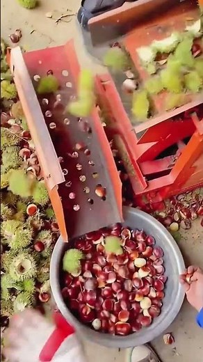 Removal process of chestnut thorn shells