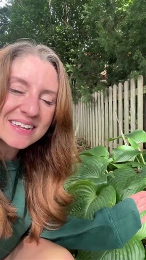 Time to divide those hostas!  A great way to keep your garden vibrant and thriving. Simply dig up the roots, separate them, and replant for a fuller look next season! Who else is getting their hands dirty in the garden this weekend? #GardeningTips #Hostas #GardenLife #PlantParenthood #GreenThumb #SpringGardening #GardenGoals #NatureLovers | Elm Dirt | Facebook