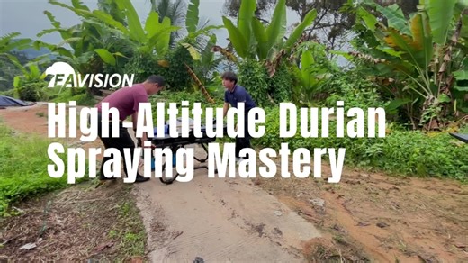 Perfect spraying for Penang’s mountain durian orchards! 🇲🇾 The EA-VISION J100 agricultural drone delivers stable flight even at high altitudes and complex terrain. With advanced terrain-following technology and ultra-fine atomization, every leaf, every branch, every old durian tree gets full, even coverage. Smart, efficient, and built for tough conditions. #Eavision #EavisionJ100 #AgriculturalDrone #DurianFarming #PenangDurian
