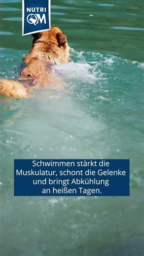 Fit für den Markt: Agilität ohne Reibungsverlust! 🌊🐕
