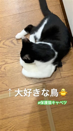 #キャベツの大好きな鳥のお人形さん🐥