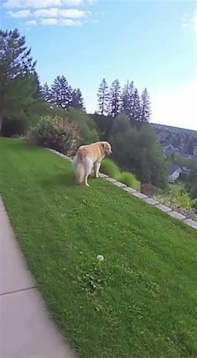 Hero Dog Blocks Toddler From Falling — Caught on Home Security Cam 🐶