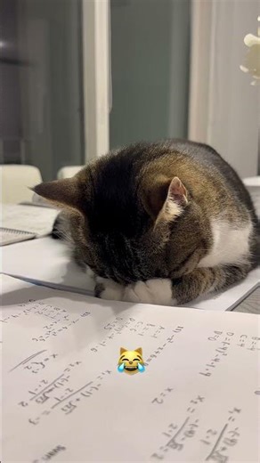 Cat 🐈 Math problems: 0% progress, 100% napping💤😹🐾 #funnyshorts #cat #cute #funny #reelsinstagram