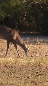 Deer Antlers Come in all shapes and sizes it appears. This one is very different #whitetaildeer | Whitetail Diaries