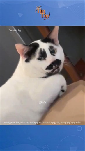 TỔNG HỢP NHỮNG CON MÈO "6 ĐAU 6 ĐƠN" TRÊN MẠNG #cat #funny #giaitri #pets