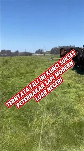 It turns out that this rope is the key to the success of modern cattle farming abroad.