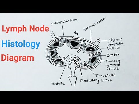 How To Draw Lymph Node Histology / Lymph Node Diagram And Function With Pencil