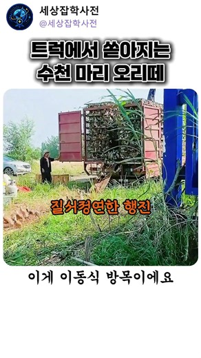 트럭에서 쏟아지는 수천 마리 오리떼 #오리떼 #이동식방목 #오리농장 #대규모사육 #잡학사전