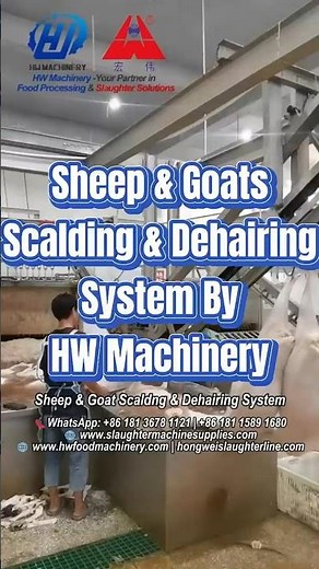 Sheep & Goat Scalding and Dehairing Machine in Action | HW Machinery Abattoir Slaughter Equipment