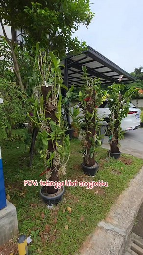 Orchids Ideas......🔥🔥🔥 #orchidslovers | Dulshani Orchids