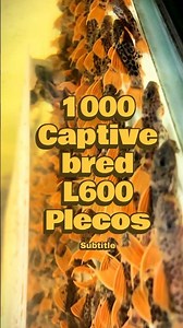 1000 x L600 Plecos