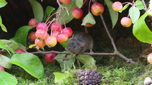 The local crab apples are all nice and ripe just in time for some Autumn mouse with apples images and videos . The also store very well in the shed for later when the trees will all be bare . should be a very welcome bit of food for many of the garden critters . . . #mouse #apples #autumn #wildlife #mousevillagecreator #simondell | George the Mouse in a log pile house