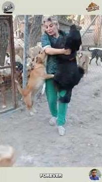 Dogs Helping Humans – Heartwarming Moments That Will Melt Your Heart 🐾❤️ #shortvideo #animals #pets